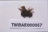 藏品(真苔)的圖片